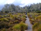Person walking on a wooden boardwalk on the Tasmania Overland Trail leading across grassland with tufts of button grass towards distant woodland trees