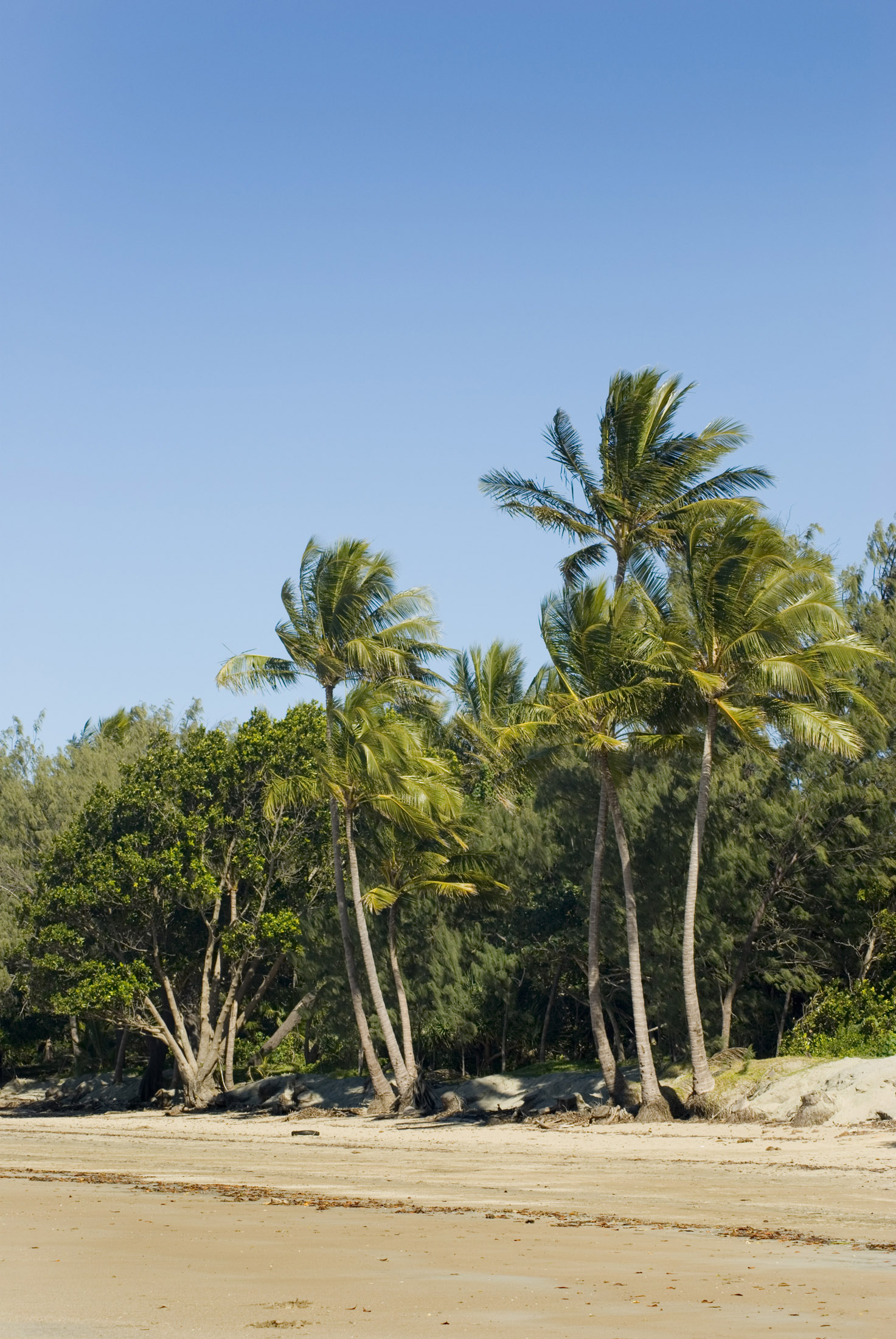 an image of a wide sandy beach lined with palms and other tropical vegetation