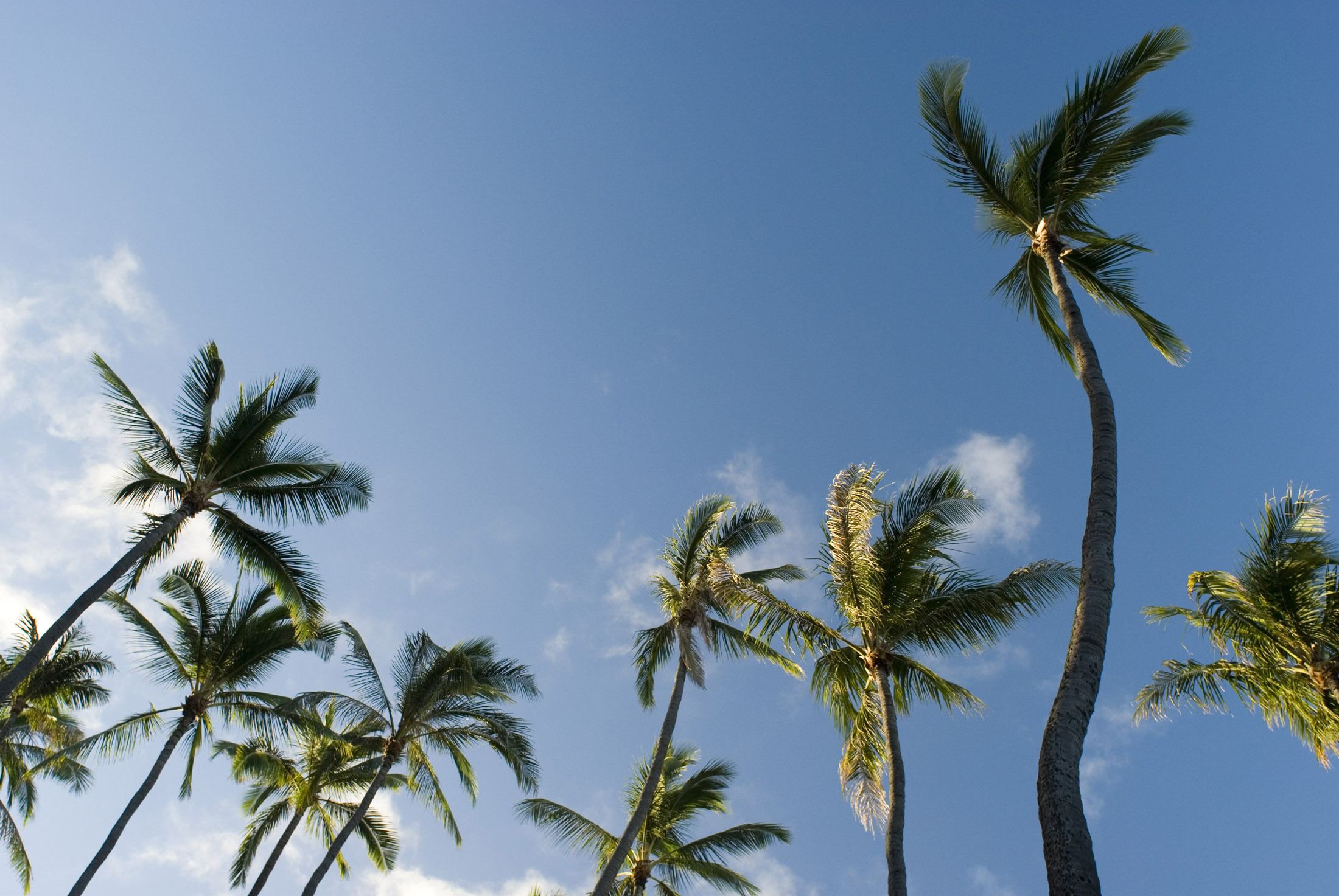 an image of looking up at a grove of tall palm trees, Honolulu, Hawaii