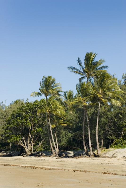 a wide sandy beach lined with palms and other tropical vegetation
