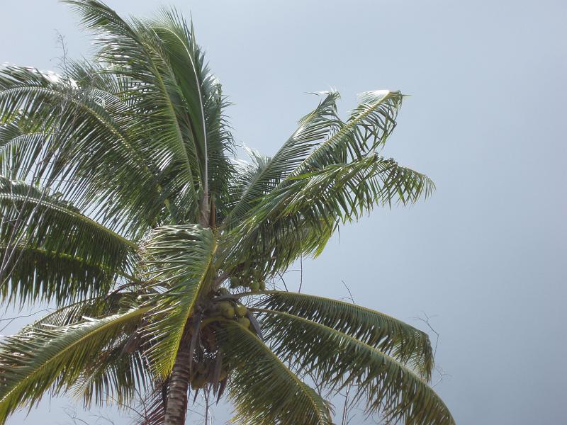 close up at a palm tree bearing coconuts