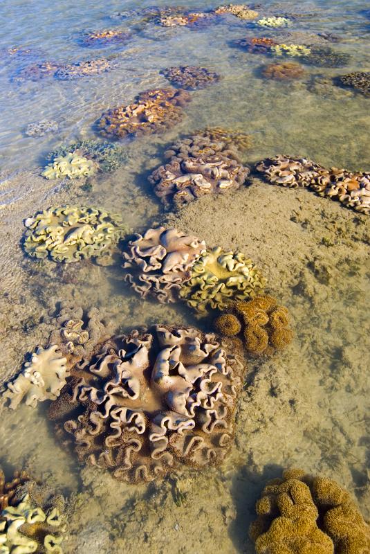 corals in shallow water during at low tide