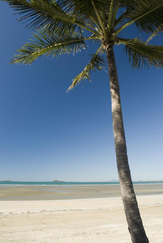a single plam tree stands on a sandy tropical beach