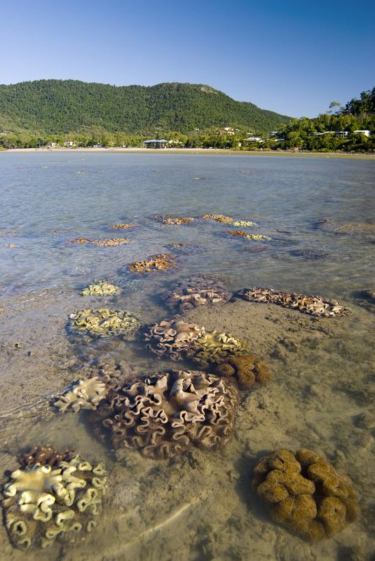 corals in shallow tropical water just off shore at low tide