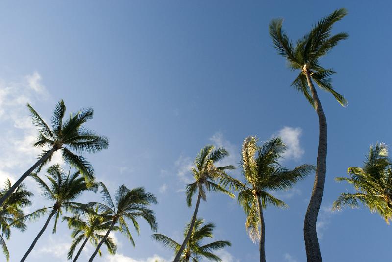looking up at a grove of tall palm trees, Honolulu, Hawaii