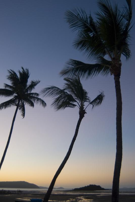 tall palm trees infront of a tropical island landscape