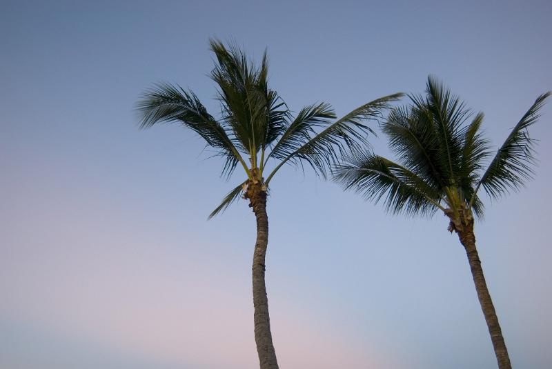 tall palm trees at sunset