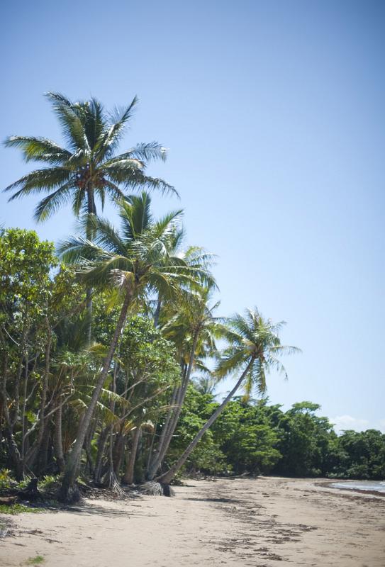 lines of coconut trees growing on the side of a sandy beach