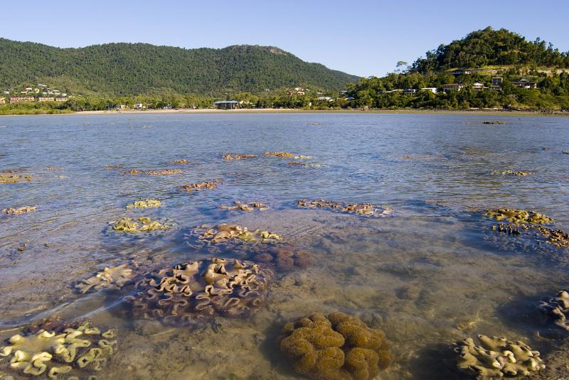 a shallow fringing reef with corals pictured at low tide