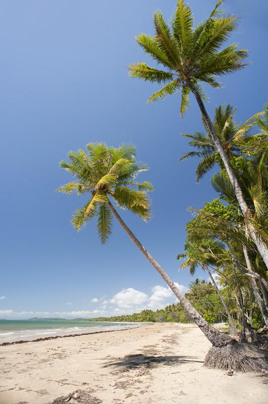 lines of coconut palms growing on the side of a tropical beach
