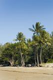 a wide sandy beach lined with palms and other tropical vegetation