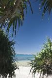 looking out through pandanus trees on a tropical coral caye