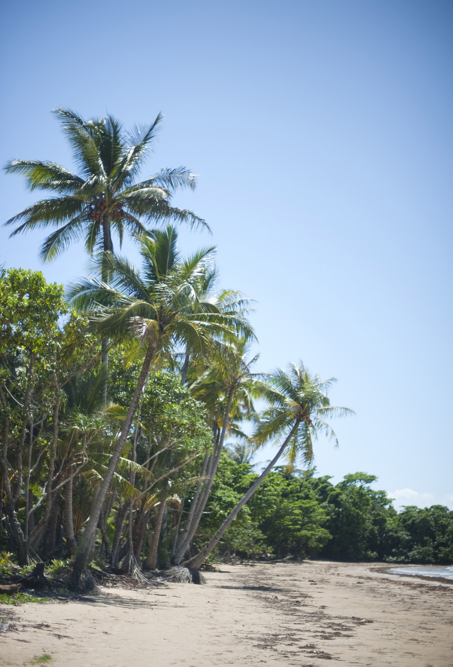 an image of lines of coconut trees growing on the side of a sandy beach