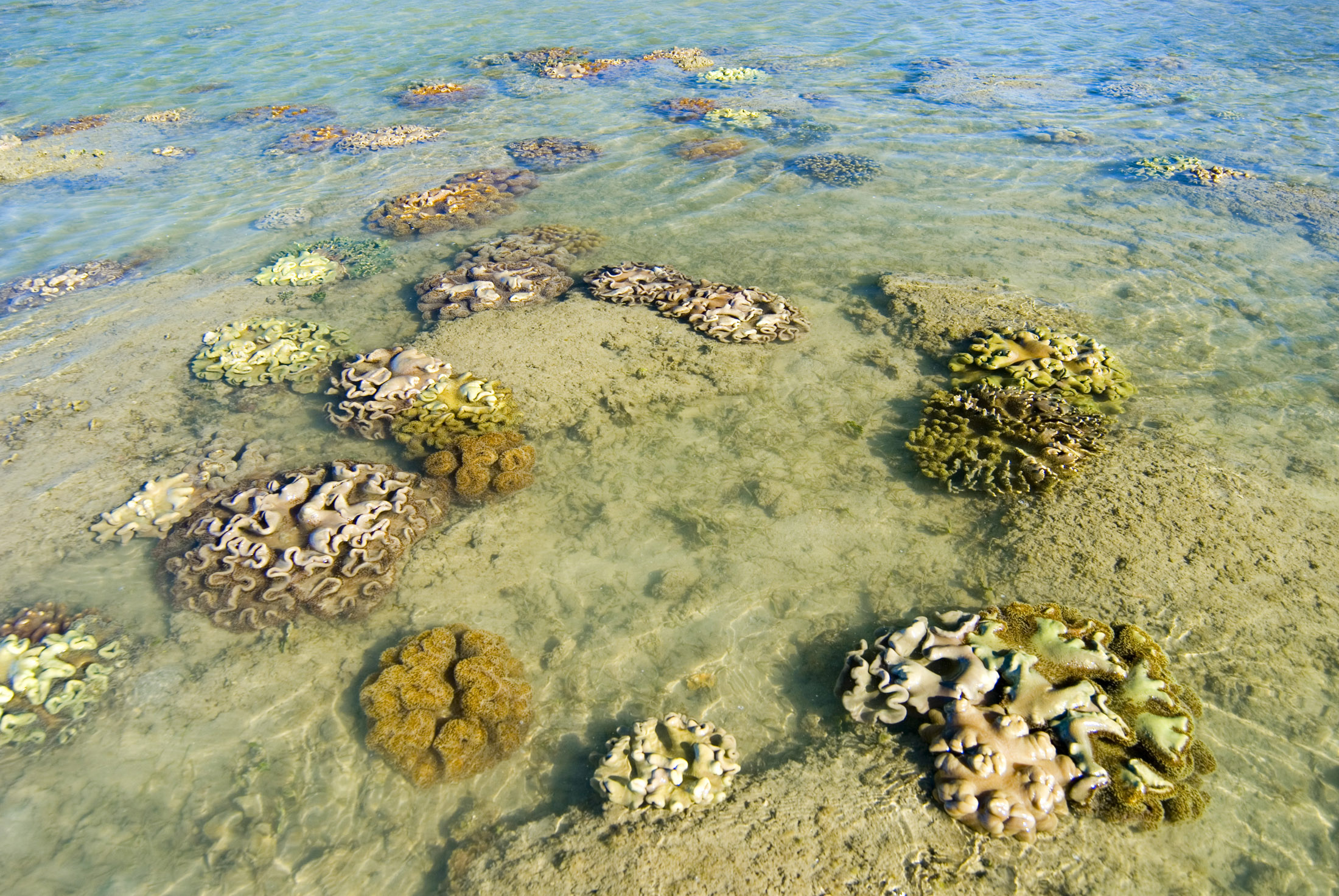 an image of colorful corals in shallow water during low tide