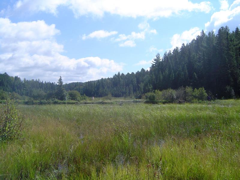 Silted beaver dam in the Algonquin Provincial Park overtaken with vegetation in a scenic forested landscape