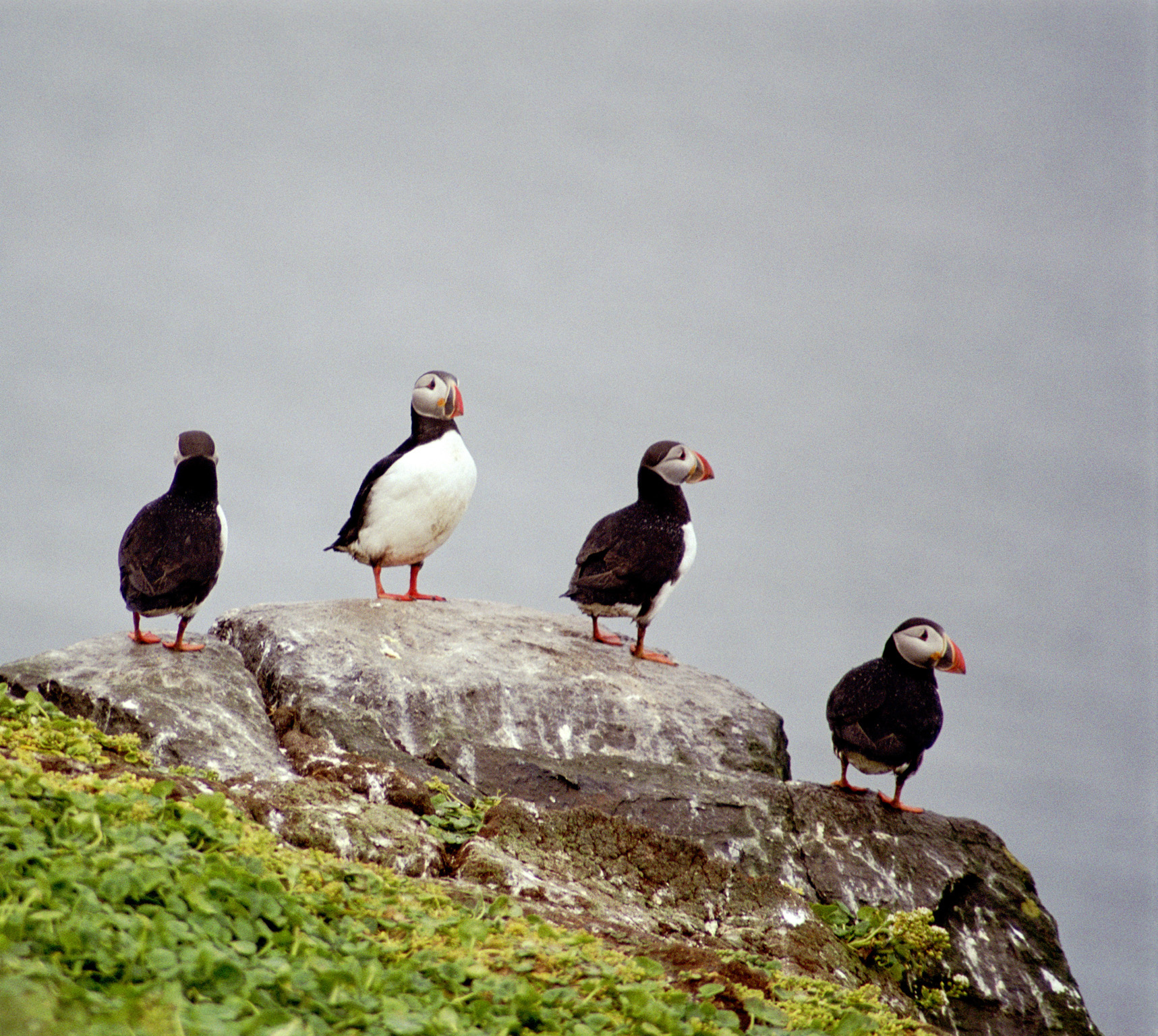 an image of Group of puffins standing on top of a rock on a mossy green slope against a grey overcast sky in Iceland