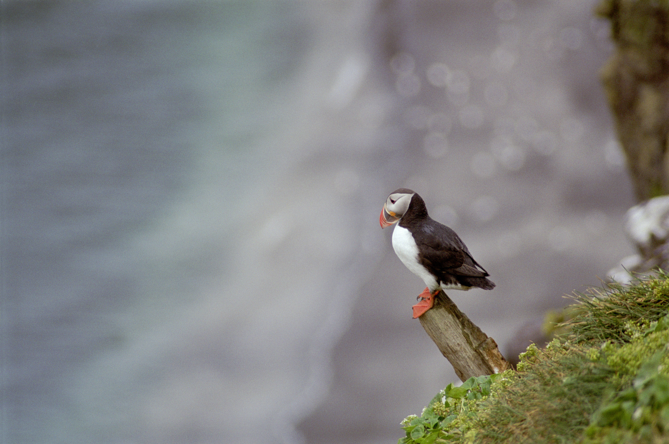 an image of Profile view of a Puffin perched on a log rising above green vegetation, with copyspace on a blurred grey background