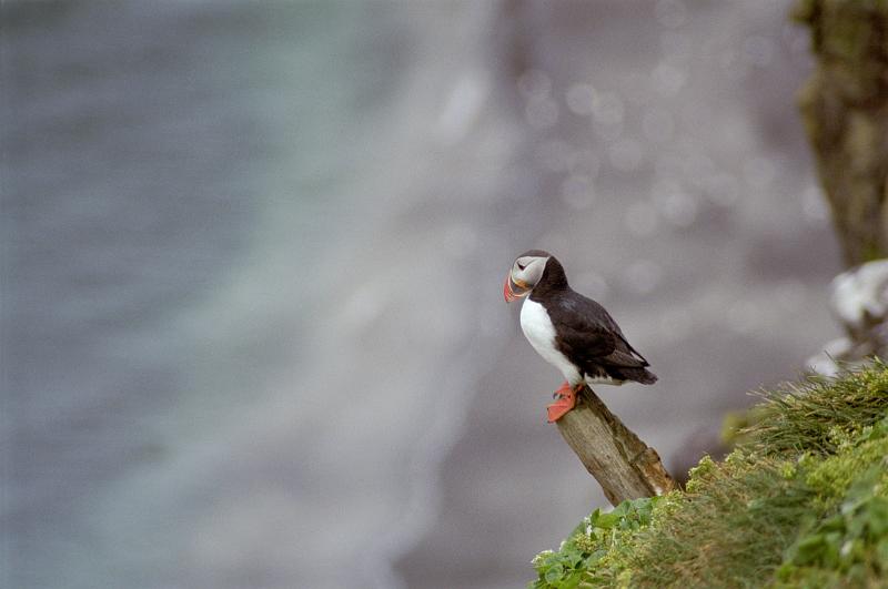 Profile view of a Puffin perched on a log rising above green vegetation, with copyspace on a blurred grey background