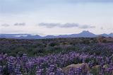 Iceland panorama with a scenic landscape of blue lupins growing in a meadow with distant volcanic moutain ranges