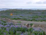 Wild blue lupins growing in a meadow with a dirt road meandering through in a rural landscape in Iceland with snowy mountains in the background
