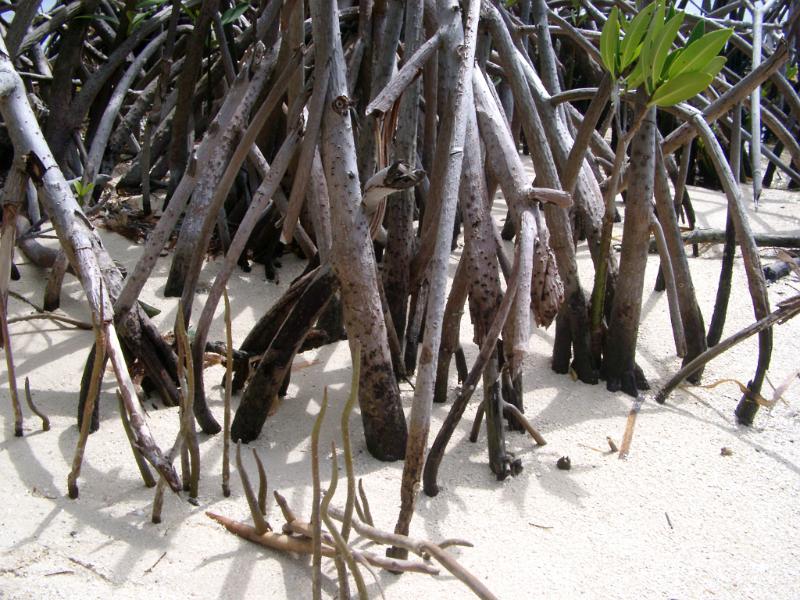 Roots of mangrove trees in golden beach sand in a coastal swamp in Mexico