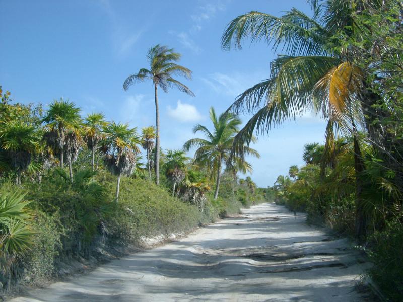 Dirt road through tropical jungle in Mexico Dirt road through tropical jungle in Mexico lined with palm trees providing shade on a hot summer day in a travel, vacation and getaway concept