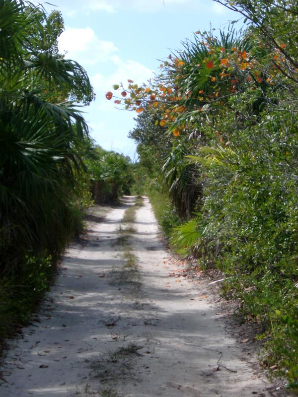 Road to Beautiful Punta Allen Mexico Entrance Road to Beautiful Punta Allen Mexico Surrounded by Green Plants and Grasses.