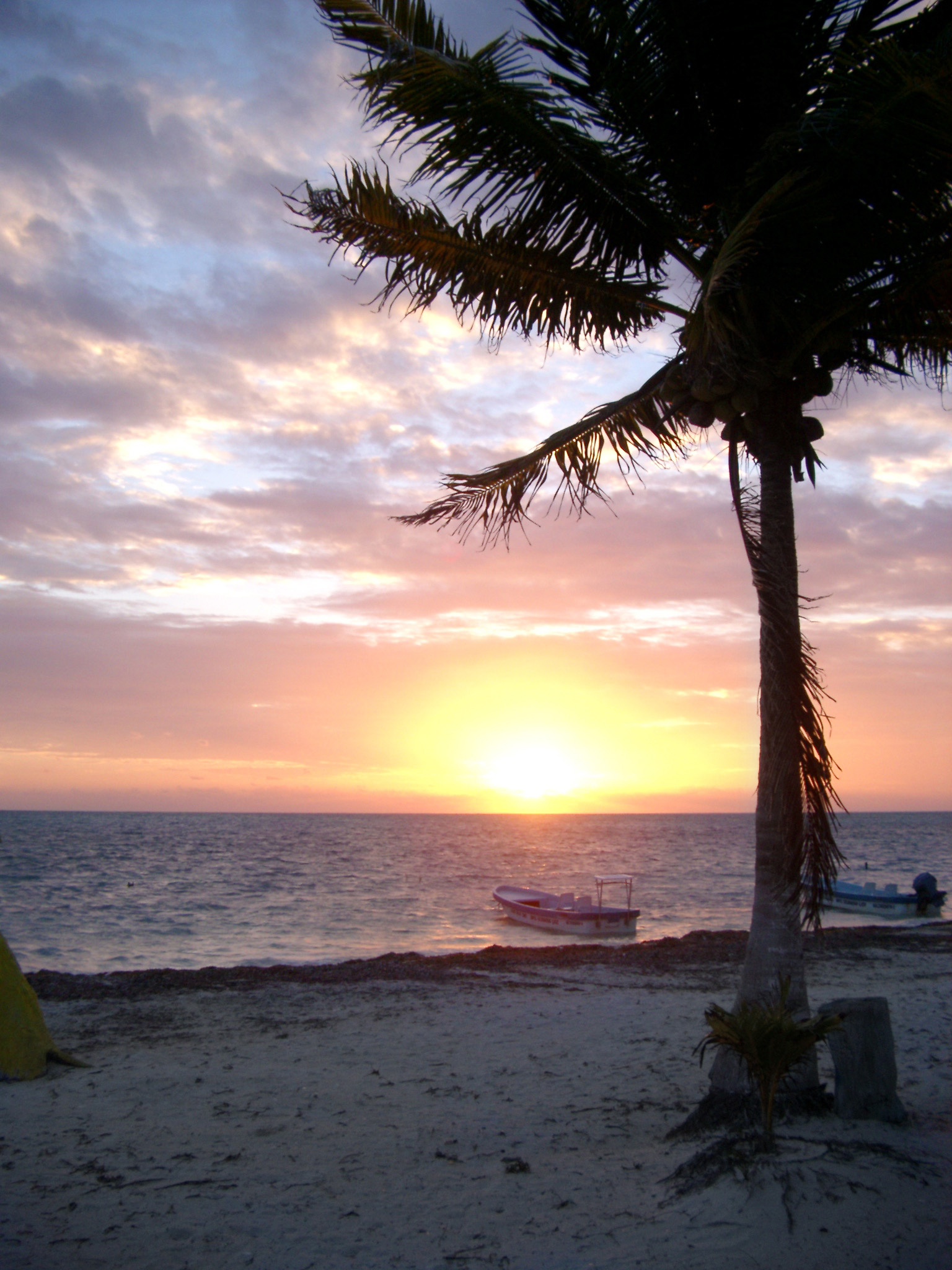 an image of Palm tree on a tranquil tropical beach silhouetted against a colorful sunset in Mexico symbolic of summer vacations and travel