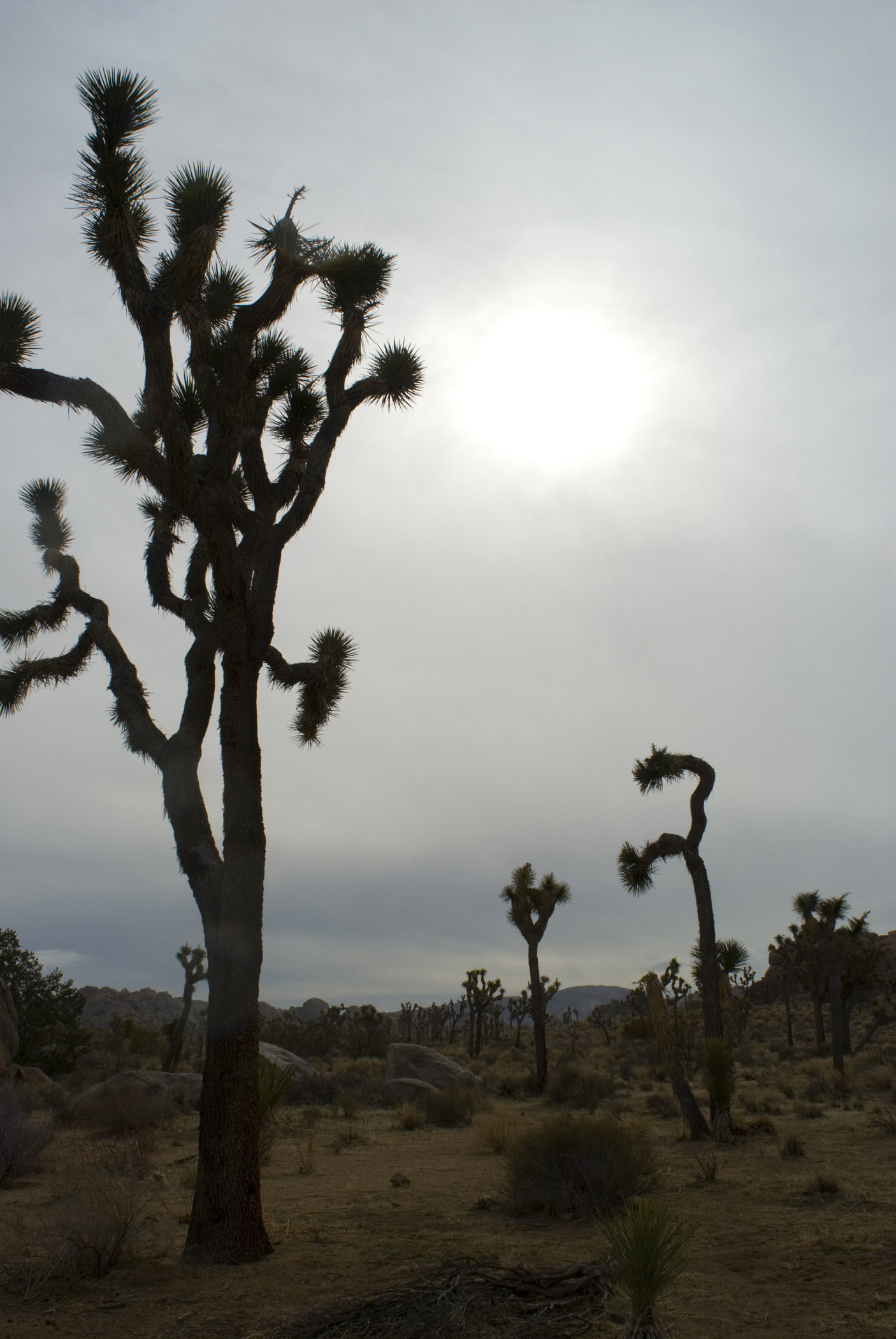 an image of Silhouette Trees on Grassy Ground at Joshua Tree National Park. Isolated on Gradient Gray Sky Background.