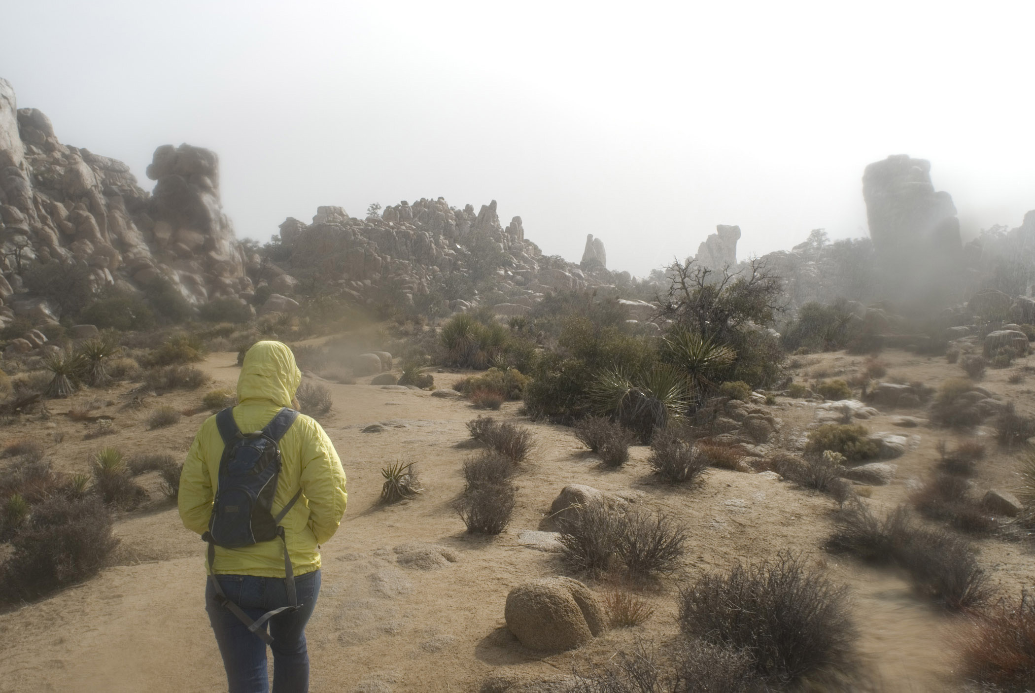 an image of Hiker in Joshua Tree National Park on a rainy misty day with its desert landscape and ecosystem dotted with cacti and rock formations