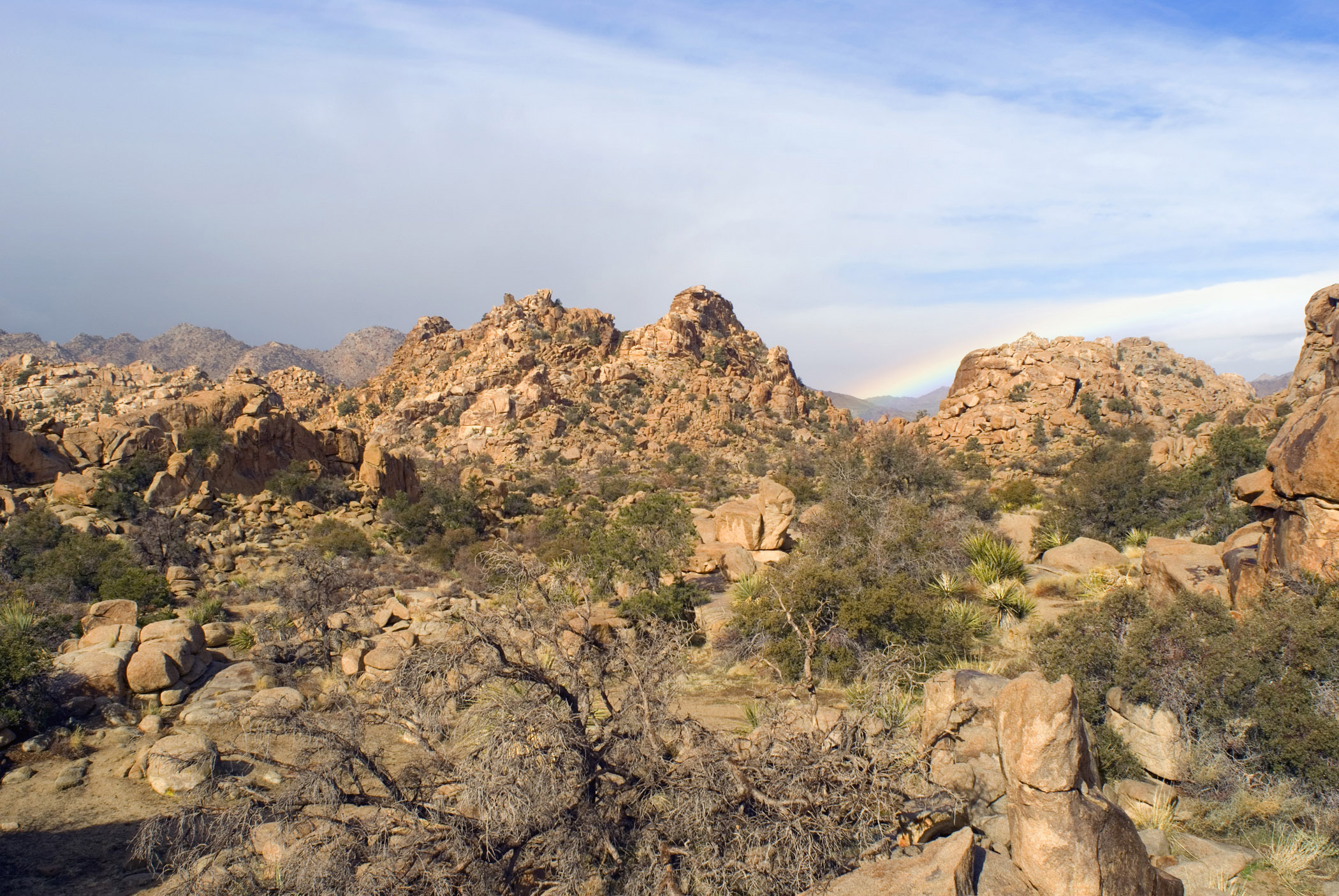 an image of Grassy Landscape and Big Rocks at Joshua Tree National Park. Captured in Extensive View in the Day Light Time.