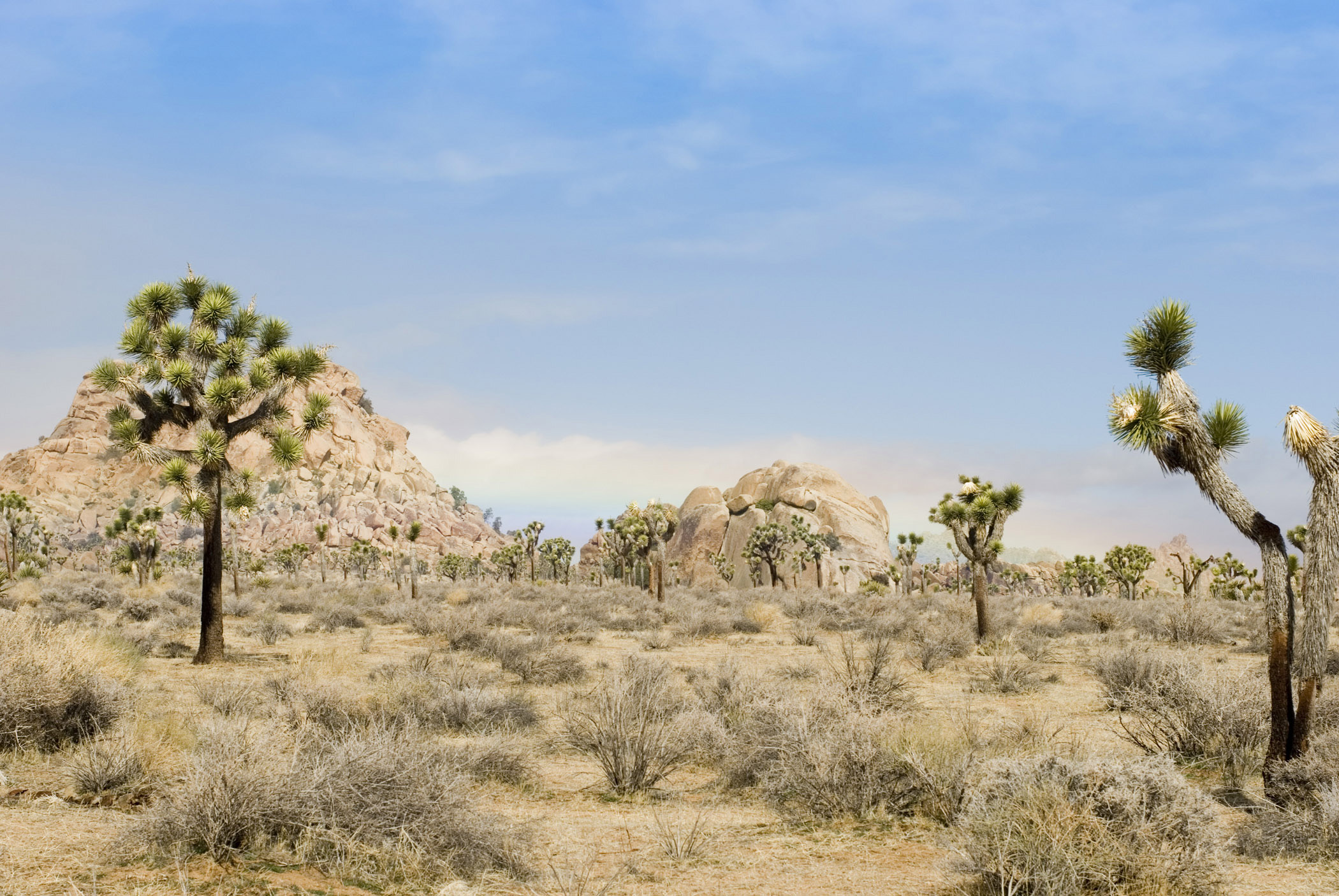 an image of Typical View at Josua Tree National Park with Grassy Landscape and Tress. Isolated on Light Sky Background.