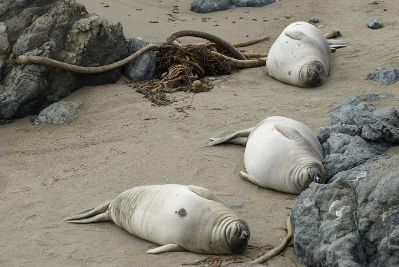 Three Seals Lying or Sleeping on Rocky Beach