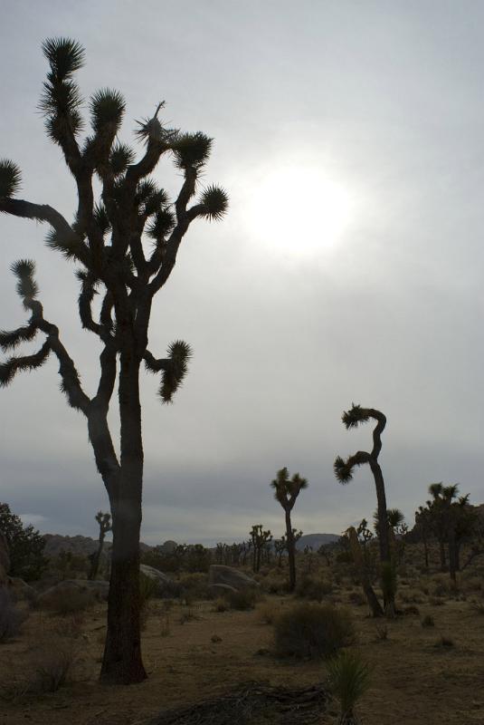Silhouette Trees on Grassy Ground at Joshua Tree National Park. Isolated on Gradient Gray Sky Background.