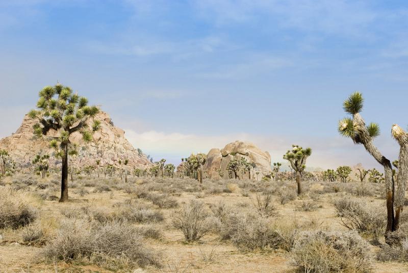 Typical View at Josua Tree National Park with Grassy Landscape and Tress. Isolated on Light Sky Background.