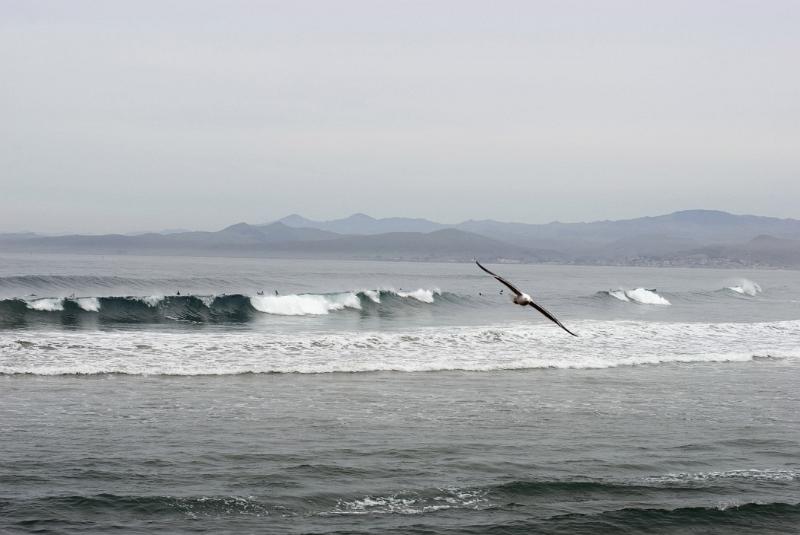 Bird Flying Above Waves of Beautiful Morro Bay Located in California. Captured in Extensive View with Mountains Afar.