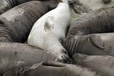 Colony of sleeping elephant seals with focus to a single light colored cow in the centre