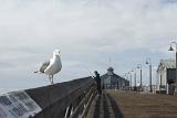 Seagull sitting on a boardwalk pier looking at the camera with a fisherman in the background
