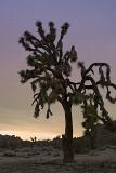 Joshua Tree sihouette at twilight against a colorful sky in the arid desert habitat of Joshua Tree National Park