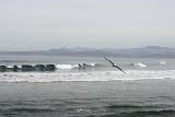 Bird Flying Above Waves of Beautiful Morro Bay Located in California. Captured in Extensive View with Mountains Afar.
