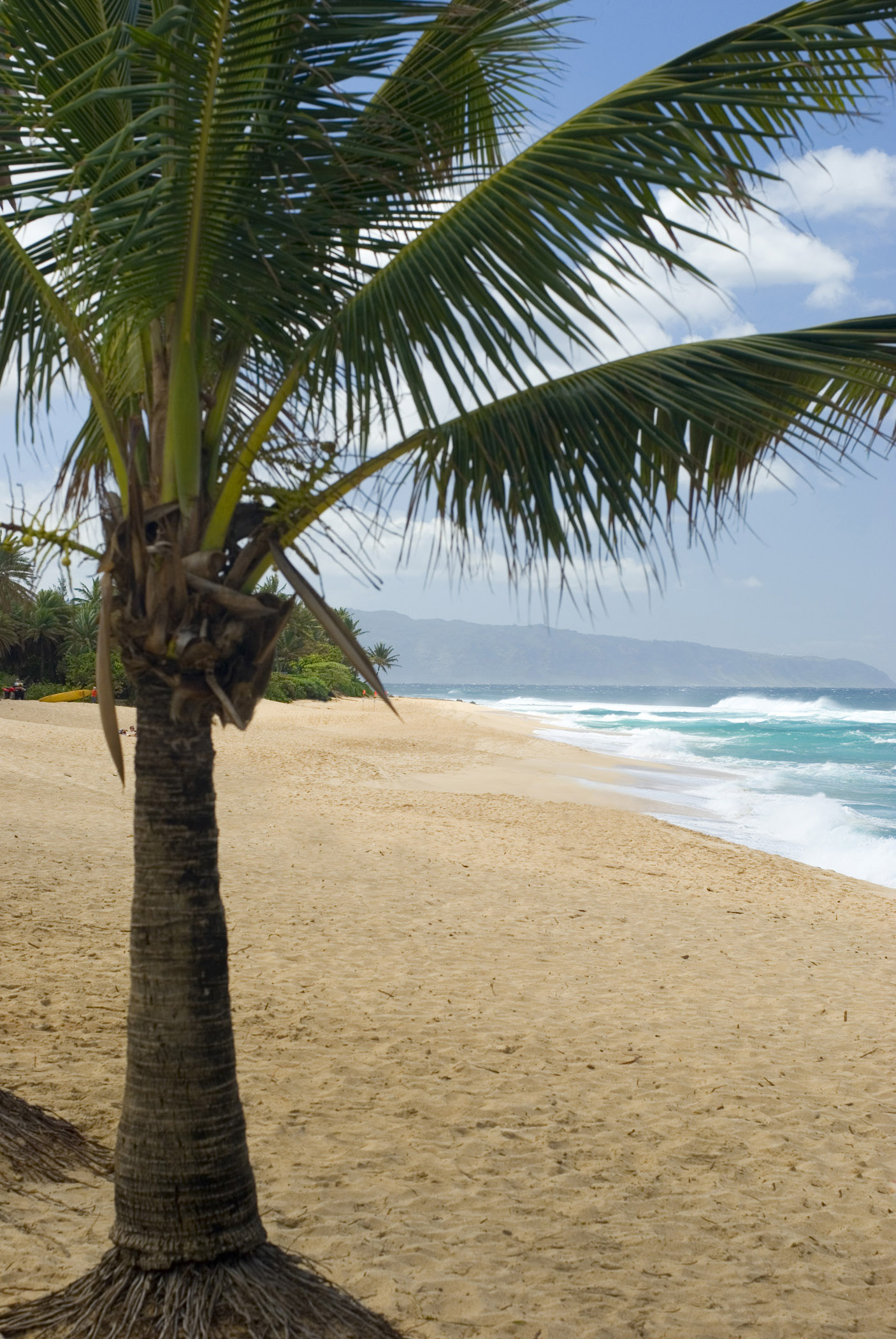 an image of Small Palm Tree at beautiful Sunset Beach. Captured on Day Light. Isolated on Light Blue Sky Background.