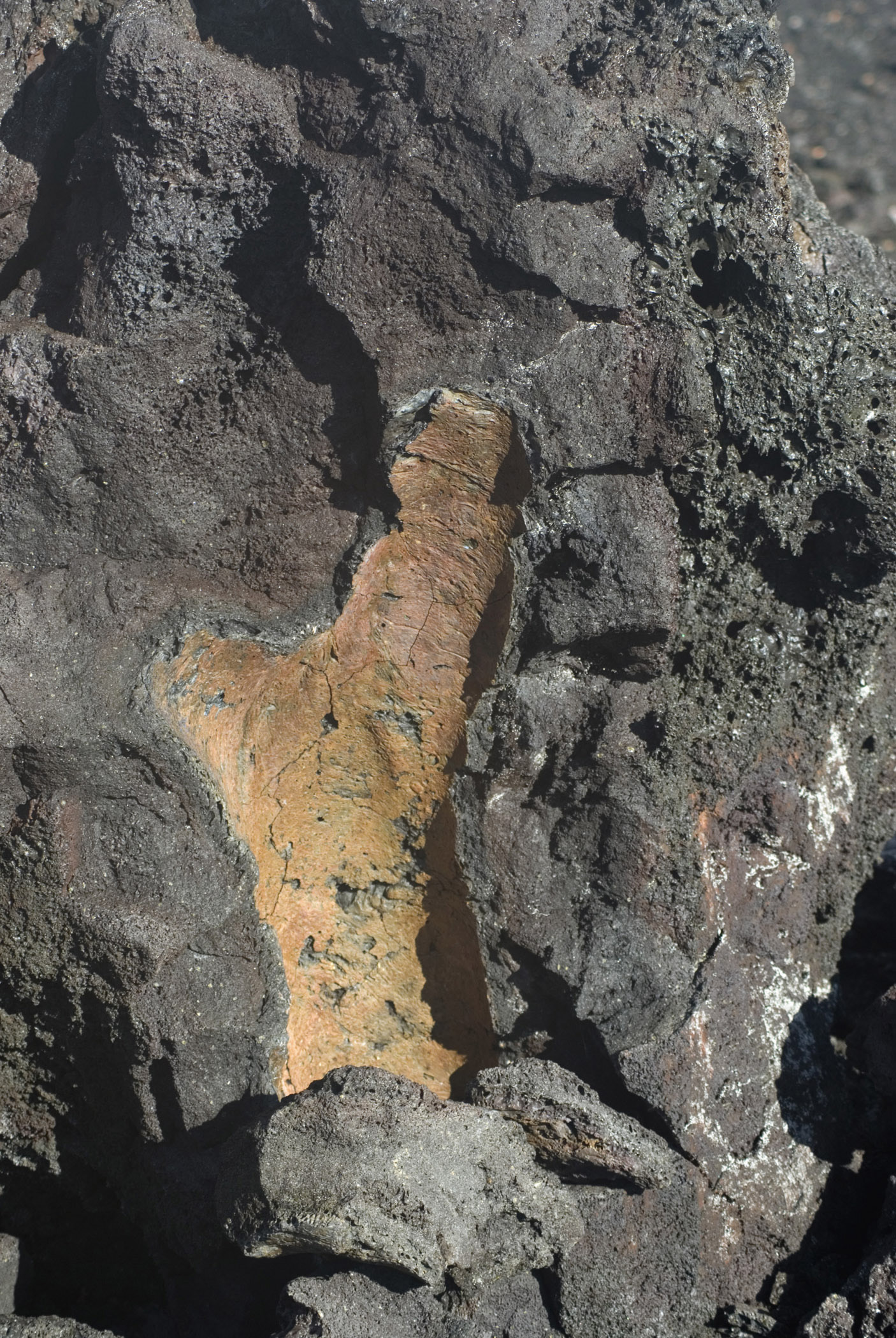 an image of Petrefied remnants of a tree caught in a lava flow with the vulcanized wood visible in the volcanic igneous rock