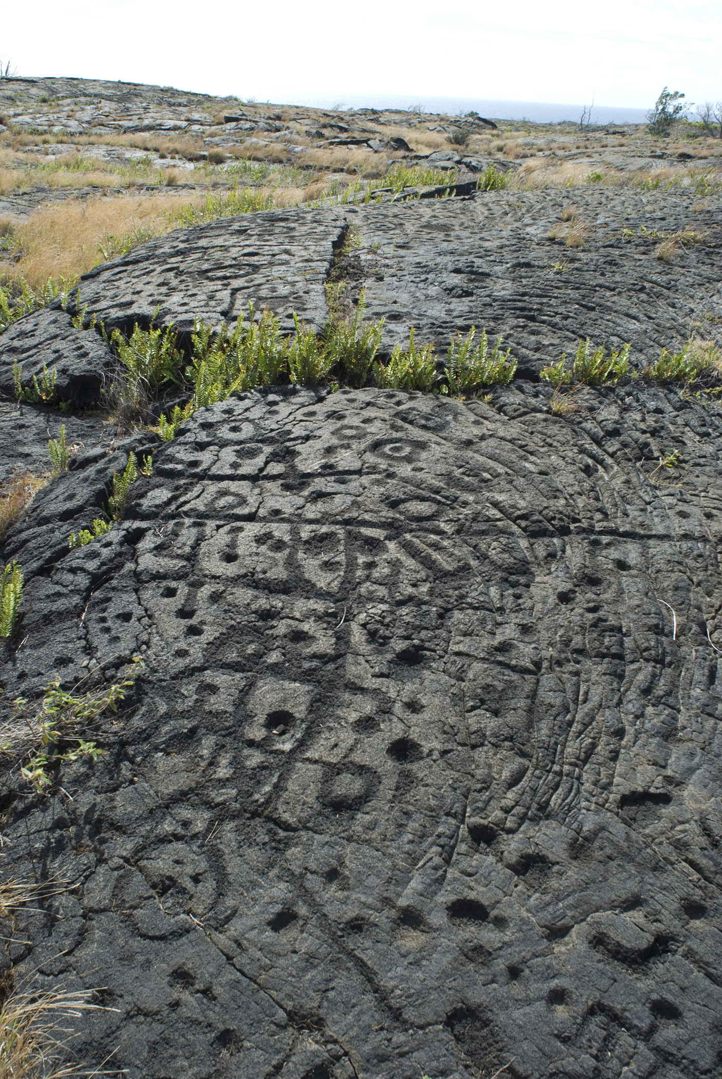 an image of Puu Loa Petroglyphs covering an extensive archeological site of over 23000 geometric , cultural and anthropomorhic images carved into hardened lava