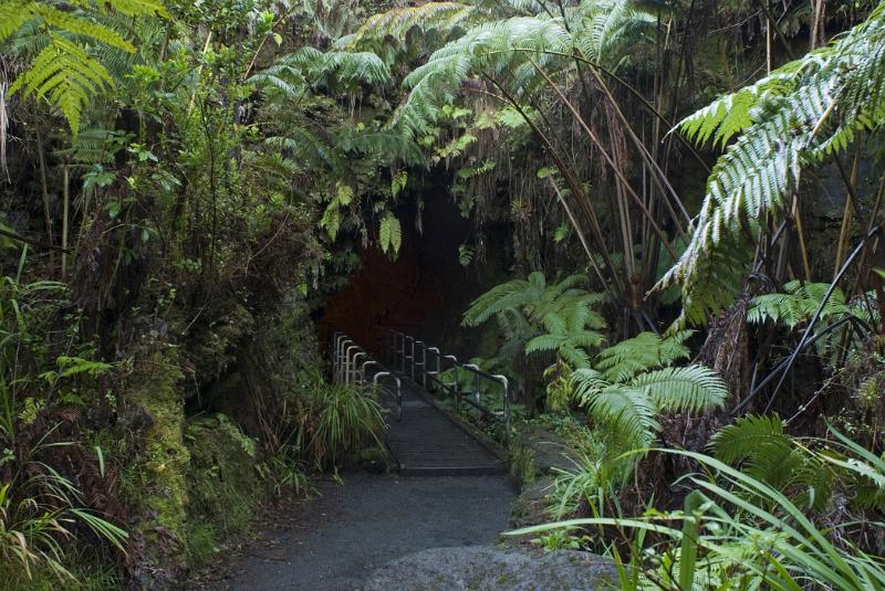 Various Fresh Green Plants along Lava Tube Entrance