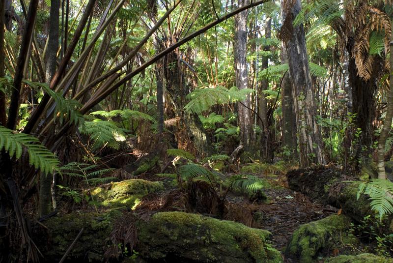 Hawaiian rainforest background with dense trees and lush green ferns and vegetation covering the floor