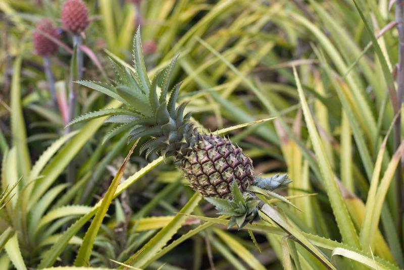 Close Up of Pineapple Growing on Plant, Hawaii