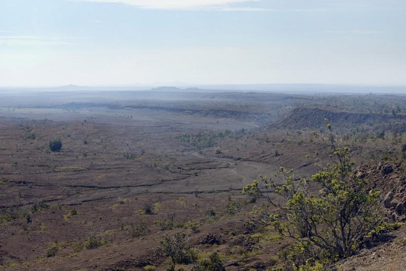 Small Green Plants Growing Extensive Landscape at Volcanoes National Park.