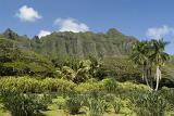 Beautiful View of Koolau Mountain Range in Extensive View. Surrounded by Grasses, Plants and Trees on Light Blue Sky Background.