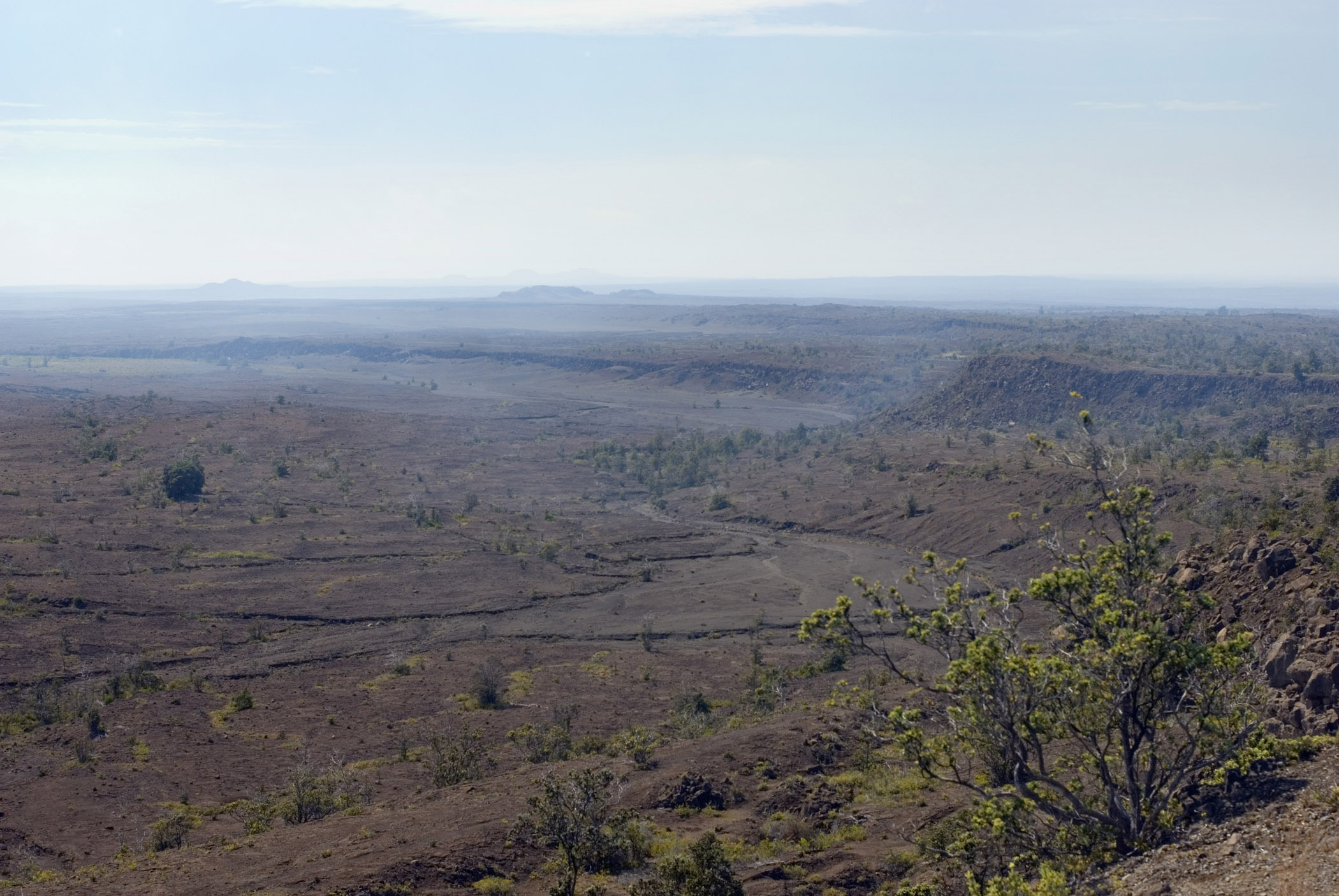 an image of Small Green Plants Growing Extensive Landscape at Volcanoes National Park.