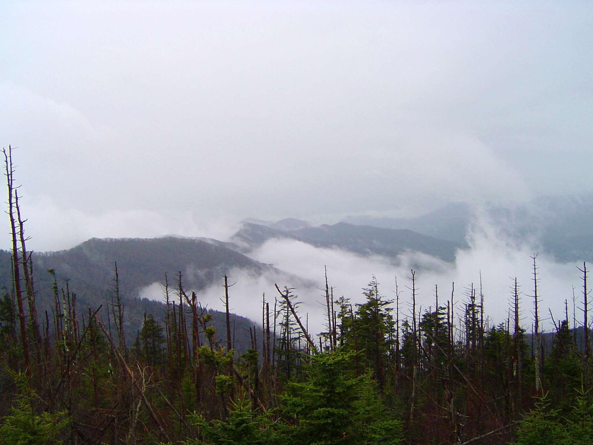 an image of Mount Washington, USA, on a misty day with a foreground view of dead trees and cloud in the valleys